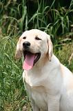 LABRADOR 1266